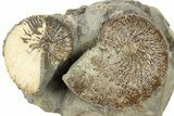 Two Cretaceous Hoploscaphites Ammonite Fossils - Montana #262722-1
